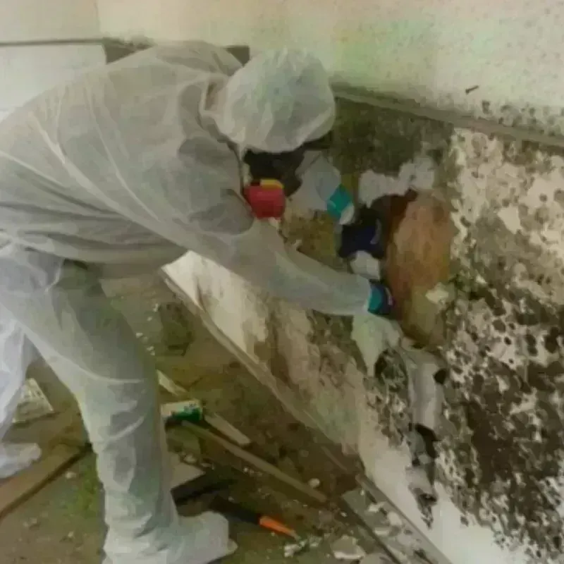 Mold Remediation and Removal in Pembina County, ND